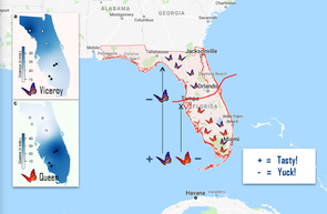 This map shows that, though the viceroy is found all over Florida, it is less abundant when living alongside the queen butterfly. In northern Florida, where the queen butterfly does not live, the viceroy butterfly is both abundant and disgusting, denoted by the "minus" sign next to the blue-outlined butterfly representing the viceroy butterfly. (Image: Katy Prudic) This map shows that, though the viceroy is found all over Florida, it is less abundant when living alongside the queen butterfly. In northern Florida, where the queen butterfly does not live, the viceroy butterfly is both abundant and disgusting, denoted by the "minus" sign next to the blue-outlined butterfly representing the viceroy butterfly. (Image: Katy Prudic)