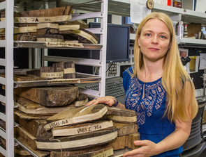 Charlotte Pearson analyzed annual tree rings from bristlecone pines and Irish oak to more accurately estimate the date of the Thera eruption. (Photo: Bob Demers/UA News) Charlotte Pearson analyzed annual tree rings from bristlecone pines and Irish oak to more accurately estimate the date of the Thera eruption. (Photo: Bob Demers/UA News)