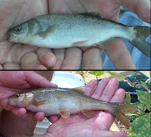 Genetic research was used to determine that the roundtail chub (top) and headwater chub (bottom) were part of the same species. Genetic research was used to determine that the roundtail chub (top) and headwater chub (bottom) were part of the same species.
