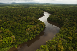 The Essequibo River, the longest river in Guyana and the largest river between the Orinoco and Amazon, rises in the Acarai Mountains near the Brazil-Guyana border and flows to the north for more than 600 miles through forest and savanna into the Atlantic Ocean. (Photo: Conservation International) The Essequibo River, the longest river in Guyana and the largest river between the Orinoco and Amazon, rises in the Acarai Mountains near the Brazil-Guyana border and flows to the north for more than 600 miles through forest and savanna into the Atlantic Ocean. (Photo: Conservation International)