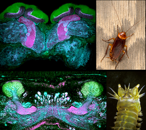 Despite the distant evolutionary relationship shared by an American cockroach and a marine ragworm, their memory centers have the same organization. (Photos: Gabriella Wolff, top and bottom left; Chip Hedgecock, top right; N. Strausfeld, bottom right.) Despite the distant evolutionary relationship shared by an American cockroach and a marine ragworm, their memory centers have the same organization. (Photos: Gabriella Wolff, top and bottom left; Chip Hedgecock, top right; N. Strausfeld, bottom right.)