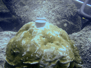 After removing two cores from this coral head near Wolf Island in the Galápagos, the UA-led team of researchers plugged the drill holes. The cement plugs help the coral grow over the holes and keep animals out of the holes. (Photo: Diane Thompson © 2010) After removing two cores from this coral head near Wolf Island in the Galápagos, the UA-led team of researchers plugged the drill holes. The cement plugs help the coral grow over the holes and keep animals out of the holes. (Photo: Diane Thompson © 2010)