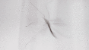Crane flies flutter around only when absolutely necessary - when searching for mates or stirred up by a predator. As they near the end of their adult life, many are visibly tattered. This one is missing two legs. (GIF: Arlene Islas/UANews) Crane flies flutter around only when absolutely necessary - when searching for mates or stirred up by a predator. As they near the end of their adult life, many are visibly tattered. This one is missing two legs. (GIF: Arlene Islas/UANews)