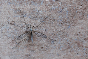 During their brief adult life, crane flies eat very little or nothing at all, which is why they spend much of their time motionless, in an attempt to conserve energy. (Photo: Arlene Islas/UANews) During their brief adult life, crane flies eat very little or nothing at all, which is why they spend much of their time motionless, in an attempt to conserve energy. (Photo: Arlene Islas/UANews)