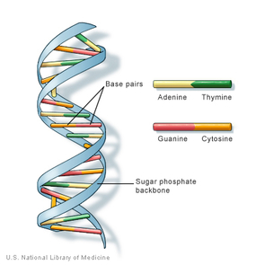 The genetic alphabet: Each color represents one of four different bases, molecules that together make up the genetic material DNA. The sequence with which the bases are arranged along the DNA double helix forms a code that serves as blueprints for proteins. The genetic alphabet: Each color represents one of four different bases, molecules that together make up the genetic material DNA. The sequence with which the bases are arranged along the DNA double helix forms a code that serves as blueprints for proteins.