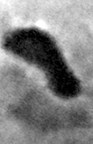 Cassini's Imaging Science System took this image of Lacus Ontario in June 2005. Cassini's Imaging Science System took this image of Lacus Ontario in June 2005.