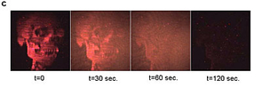 View of a human skull from the updatable 3-D holographic display developed at The University of Arizona College of Optical Sciences in collaboration with Nitto Denko Technical Corp., Oceanside, Calif. The 3-D image was recorded on a 4-inch by 4-inch photorefractive polymer device. (University of Arizona College of Optical Sciences/Nitto Denko Technical Corp.) (Click to enlarge.) View of a human skull from the updatable 3-D holographic display developed at The University of Arizona College of Optical Sciences in collaboration with Nitto Denko Technical Corp., Oceanside, Calif. The 3-D image was recorded on a 4-inch by 4-inch photorefractive polymer device. (University of Arizona College of Optical Sciences/Nitto Denko Technical Corp.) (Click to enlarge.)