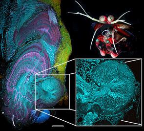 Researchers stained mantis shrimp brain specimens with antibodies to obtain highly detailed images showing various types of neuronal processes. The reniform body (inset) is connected to the eye’s visual (middle- and upper-left) and learning and memory center (small, blue structure at bottom). (Image: Marcel Sayre/Lund University Sweden and Roy L. Caldwell/University of California, Berkeley) Researchers stained mantis shrimp brain specimens with antibodies to obtain highly detailed images showing various types of neuronal processes. The reniform body (inset) is connected to the eye’s visual (middle- and upper-left) and learning and memory center (small, blue structure at bottom). (Image: Marcel Sayre/Lund University Sweden and Roy L. Caldwell/University of California, Berkeley)