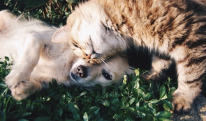 This year's festival events include those focused on the lives of animals. This year's festival events include those focused on the lives of animals.