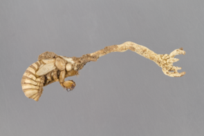 Remember the movie "Alien"? Nature has been there, done that. Certain fungi specialize on infecting the cicada nymph while it lives in the soil, feeding on it and killing it in the process. Once the fungus is ready to reproduce, it sprouts a fruiting body, straight from the nymph's head. (Photo: Charles Hedgcock) Remember the movie "Alien"? Nature has been there, done that. Certain fungi specialize on infecting the cicada nymph while it lives in the soil, feeding on it and killing it in the process. Once the fungus is ready to reproduce, it sprouts a fruiting body, straight from the nymph's head. (Photo: Charles Hedgcock)