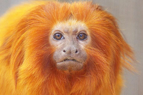 UA engineering seniors have designed a micro GPS location tracker and radio transmitter to be used among a population of golden lion tamarins, foot-tall endangered primates whose numbers in the wild have dwindled to about 1,500. The team will deliver a working system to the National Zoo in Washington, D.C., later this year. UA engineering seniors have designed a micro GPS location tracker and radio transmitter to be used among a population of golden lion tamarins, foot-tall endangered primates whose numbers in the wild have dwindled to about 1,500. The team will deliver a working system to the National Zoo in Washington, D.C., later this year.
