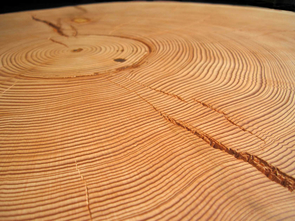 This cross-section of Douglas-fir from Arizona shows the tree's annual growth rings. Each ring has a light-colored band, or earlywood, that forms in the spring and a dark-colored band, or latewood, that forms in the summer. The width of the band tells how much the tree grew during that period and therefore can be used as a proxy for the climate during that season. (Image (c) Daniel Griffin/University of Arizona)