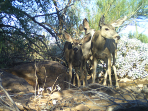 This snapshot of mule deer was taken by a trail camera put in place as part of the student-led monitoring study. (Photo courtesy of the Desert Laboratory) This snapshot of mule deer was taken by a trail camera put in place as part of the student-led monitoring study. (Photo courtesy of the Desert Laboratory)