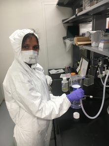 Shylaja Ramamurthy, a research specialist in the School of Animal and Comparative Biomedical Sciences, prepares hand sanitizer in a lab that typically works on bacterial infectious diseases. Shylaja Ramamurthy, a research specialist in the School of Animal and Comparative Biomedical Sciences, prepares hand sanitizer in a lab that typically works on bacterial infectious diseases.