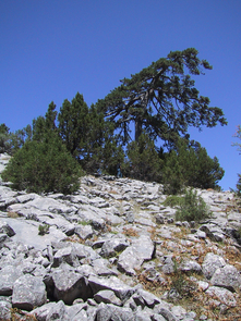 The annual rings of centuries-old black pines (Pinus nigra) such as this one in Anatolia, Turkey, provide natural archives of past climate. (Photo: Ünal Akkemik) The annual rings of centuries-old black pines (Pinus nigra) such as this one in Anatolia, Turkey, provide natural archives of past climate. (Photo: Ünal Akkemik)