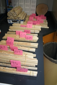 Tree cores are mounted on sticks to make the cores easier to handle for measuring the annual growth rings. The numbers on the pink tags indicate the county in which the cores were taken. (Photo: John D. Shaw, U.S. Forest Service) Tree cores are mounted on sticks to make the cores easier to handle for measuring the annual growth rings. The numbers on the pink tags indicate the county in which the cores were taken. (Photo: John D. Shaw, U.S. Forest Service)