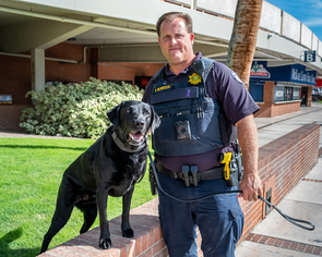 Kyle Morrison and his partner, Toby, are an explosive detection team with the UA Police Department. The cognitive abilities that predict success in detection dogs are different from those that seem important in assistance dogs. (Photo: Bob Demers/UANews) Kyle Morrison and his partner, Toby, are an explosive detection team with the UA Police Department. The cognitive abilities that predict success in detection dogs are different from those that seem important in assistance dogs. (Photo: Bob Demers/UANews)