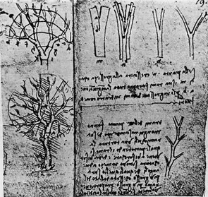 (Click to enlarge) Leonardo Da Vinci was the first to accurately describe trees' branching rules. He created sketches of trees in a page of his notebook based on the rule that daughter branches and twigs have the same combined cross-sectional area as the branch from which they originated. (Photo courtesy of Brian Enquist) (Click to enlarge) Leonardo Da Vinci was the first to accurately describe trees' branching rules. He created sketches of trees in a page of his notebook based on the rule that daughter branches and twigs have the same combined cross-sectional area as the branch from which they originated. (Photo courtesy of Brian Enquist)