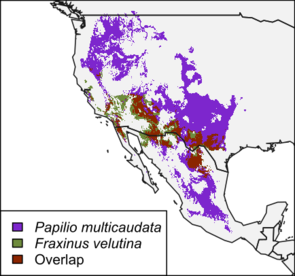 A map made by students showing the range of Arizona's state insect, the two-tailed swallowtail butterfly, and its host plant, velvet ash. The butterfly's range is shown in purple, the plant's range is shown in green, and the overlap of the two ranges is shown in brown. A map made by students showing the range of Arizona's state insect, the two-tailed swallowtail butterfly, and its host plant, velvet ash. The butterfly's range is shown in purple, the plant's range is shown in green, and the overlap of the two ranges is shown in brown.