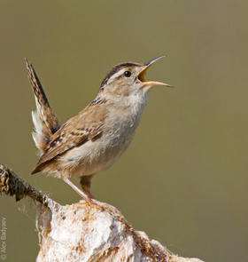 Birds, like this marsh wren, rely heavily on acoustic communication to stake out territories and attract mates. (Photo: Alex Badyaev/University of Arizona) Birds, like this marsh wren, rely heavily on acoustic communication to stake out territories and attract mates. (Photo: Alex Badyaev/University of Arizona)