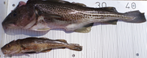 Measuring intraspecific variation of body sizes in fish, such as these mature cods of different sizes, can give important insights into economically important fish populations. (Photo: Jan Dierking) Measuring intraspecific variation of body sizes in fish, such as these mature cods of different sizes, can give important insights into economically important fish populations. (Photo: Jan Dierking)