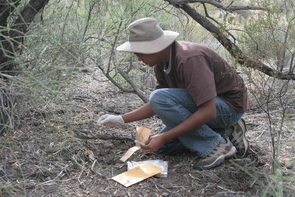 Ashwin Naidu collects puma scat for genetic analysis. Ashwin Naidu collects puma scat for genetic analysis.