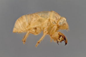 These claws are made for diggin': Cicadas spend the majority of their lives underground as nymphs. When the time comes to emerge and turn into an adult, they leave behind a molt of their former juvenile self, shown here. (Photo: Charles Hedgcock) These claws are made for diggin': Cicadas spend the majority of their lives underground as nymphs. When the time comes to emerge and turn into an adult, they leave behind a molt of their former juvenile self, shown here. (Photo: Charles Hedgcock)