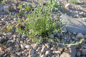 Some winter annuals, such as chuckwalla combseed, form flowers so tiny they are hard to see with the naked eye. Some winter annuals, such as chuckwalla combseed, form flowers so tiny they are hard to see with the naked eye.