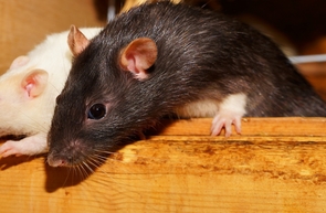 Four pairs of breeding rats and their progeny can give rise to 15 million offspring over the course of one year, adjusting for litter size, the offspring's sexual maturity and how often females can reproduce. Four pairs of breeding rats and their progeny can give rise to 15 million offspring over the course of one year, adjusting for litter size, the offspring's sexual maturity and how often females can reproduce.