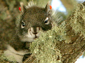 Mount Graham red squirrel (Photo: Copyright FOTOSMITH, 2004) High-tech computer modeling may help rescue the Mount Graham Red Squirrel from extinction. (Photo: Copyright FOTOSMITH, 2004)