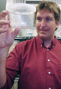 Michael Riehle, holding genetically altered mosquitoes, and his team work in a highly secure lab environment to prevent their study subjects from escaping. (Photo credit: University Communications; Click to enlarge) Michael Riehle, holding genetically altered mosquitoes, and his team work in a highly secure lab environment to prevent their study subjects from escaping. (Photo credit: University Communications; Click to enlarge)