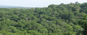 Plant vascular networks could help predict how whole forests will respond to a changing world, said Enquist. (Photo courtesy of Brian Enquist) Plant vascular networks could help predict how whole forests will respond to a changing world, said Enquist. (Photo courtesy of Brian Enquist)