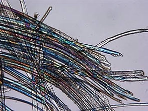 Magnified linen fibers from the Shroud of Turin. It had been requested that the specific sample radio carbon dated by the Arizona Accelerator Mass Spectrometry Laboratory be examined for authenticity. Polarized Light Microscopy was used to confirm that the major fiber content of the sample is linen. (Credit: Rachel Freer) Magnified linen fibers from the Shroud of Turin. It had been requested that the specific sample radio carbon dated by the Arizona Accelerator Mass Spectrometry Laboratory be examined for authenticity. Polarized Light Microscopy was used to confirm that the major fiber content of the sample is linen. (Credit: Rachel Freer)