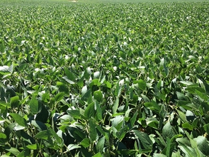 Most major agricultural crops can be affected by plant parasitic nematodes, which are commonly countered with chemical pesticides. One UA researcher is hoping to find a safer solution to fight the common and costly pest. Most major agricultural crops can be affected by plant parasitic nematodes, which are commonly countered with chemical pesticides. One UA researcher is hoping to find a safer solution to fight the common and costly pest.