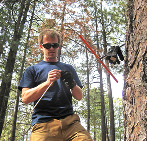 UA tree-ring researcher Daniel Griffin collects a core from the trunk of a ponderosa pine to study the tree's annual growth rings. He measures the width of such rings to study the monsoon rainfall history of the America Southwest. (Image (c) Scott St. George/University of Minnesota) UA tree-ring researcher Daniel Griffin collects a core from the trunk of a ponderosa pine to study the tree's annual growth rings. He measures the width of such rings to study the monsoon rainfall history of the America Southwest. (Image (c) Scott St. George/University of Minnesota)