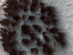 Solid carbon dioxide, commonly known as dry ice, thaws directly to gas and forms starburst patterns under the seasonal carbon dioxide ice caps when spring comes to Mars' polar regions. This is a small part of a much larger image taken by The University of Arizona-led High Resolution Science Imaging Experiment, or HiRISE. The HiRISE camera is aboard NASA's Mars Reconnaissance Orbiter. Solid carbon dioxide, commonly known as dry ice, thaws directly to gas and forms starburst patterns under the seasonal carbon dioxide ice caps when spring comes to Mars' polar regions. This is a small part of a much larger image taken by The University of Arizona-led High Resolution Science Imaging Experiment, or HiRISE. The HiRISE camera is aboard NASA's Mars Reconnaissance Orbiter.