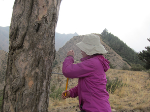 Prof. Huiming Song from the Tree-ring Laboratory of The Institute of Earth Environment at the Chinese Academy of Sciences in Xi’an, China, collects a core sample from a tree on Mt. Hasi.using a hand-turned increment borer. (Photo: ©2017 Yu Liu, The Institute of Earth Environment, Chinese Academy of Sciences) Prof. Huiming Song from the Tree-ring Laboratory of The Institute of Earth Environment at the Chinese Academy of Sciences in Xi’an, China, collects a core sample from a tree on Mt. Hasi.using a hand-turned increment borer. (Photo: ©2017 Yu Liu, The Institute of Earth Environment, Chinese Academy of Sciences)