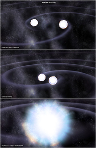 In one of two possible scenarios leading to a Type Ia supernova, two white dwarf stars orbit each other and lose energy via gravitational radiation, eventually resulting in a merger between the two stars. Because the total mass of this merger exceeds the weight limit for a white dwarf, the merged star is unstable and explodes as a Type Ia supernova. (Illustration: NASA/CXC/M.Weiss) In one of two possible scenarios leading to a Type Ia supernova, two white dwarf stars orbit each other and lose energy via gravitational radiation, eventually resulting in a merger between the two stars. Because the total mass of this merger exceeds the weight limit for a white dwarf, the merged star is unstable and explodes as a Type Ia supernova. (Illustration: NASA/CXC/M.Weiss)