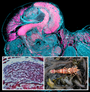 Antibody labeling reveals the columnar lobe of a mushroom body in the brain of a broken-back shrimp (lower right). Closer examination reveals neurons organized in intricate networks (lower left). (Image: Nicholas Strausfeld, Gabriella Wolff and Marcel Sayre) Antibody labeling reveals the columnar lobe of a mushroom body in the brain of a broken-back shrimp (lower right). Closer examination reveals neurons organized in intricate networks (lower left). (Image: Nicholas Strausfeld, Gabriella Wolff and Marcel Sayre)
