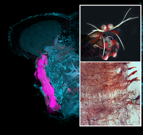 Part of the lateral forebrain of a mantis shrimp (upper right), a top predator of the coral reef. The lower right panel shows parallel nerve fibers of the lobe intersected by input and output neurons. (Image credits: Mantis shrimp by Roy L. Caldwell/University of California, Berkeley. Brain images by Nicholas Strausfeld, Gabriella Wolff and Marcel Sayre) Part of the lateral forebrain of a mantis shrimp (upper right), a top predator of the coral reef. The lower right panel shows parallel nerve fibers of the lobe intersected by input and output neurons. (Image credits: Mantis shrimp by Roy L. Caldwell/University of California, Berkeley. Brain images by Nicholas Strausfeld, Gabriella Wolff and Marcel Sayre)