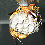 If paper wasps actually sleep, do they post extra sentries to guard the nest through the night? (Photo: Barrett Klein) If paper wasps actually sleep, do they post extra sentries to guard the nest through the night? (Photo: Barrett Klein)