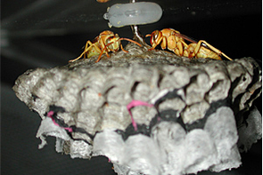 Do wasps actually sleep? A UA graduate student in entomology will talk about results from his pioneering research today at the Ecological Society of America meeting in Tucson. (Photo: Barrett Klein) Do wasps actually sleep? A UA graduate student in entomology will talk about results from his pioneering research today at the Ecological Society of America meeting in Tucson. (Photo: Barrett Klein)
