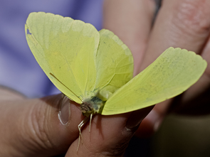 Before heading out to their assigned study sites, field volunteers receive training on how to handle butterflies so as to not harm them and capture their diagnostic markings in the photograph. Shown here is a cloudless sulphur (Phoebis sennae). (Photo: Daniel Stolte/UANews) Before heading out to their assigned study sites, field volunteers receive training on how to handle butterflies so as to not harm them and capture their diagnostic markings in the photograph. Shown here is a cloudless sulphur (Phoebis sennae). (Photo: Daniel Stolte/UANews)