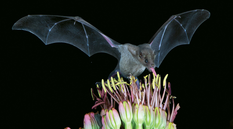 Ua Based Network Looks Out For Lesser Long Nosed Bat Uanews The Lesser Long Nosed Bat Is An Important Pollinator Of Cactuses In Southwest