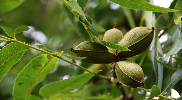 Tree Nuts Help Drive Arizona Agriculture Economy, Study Finds - UANews