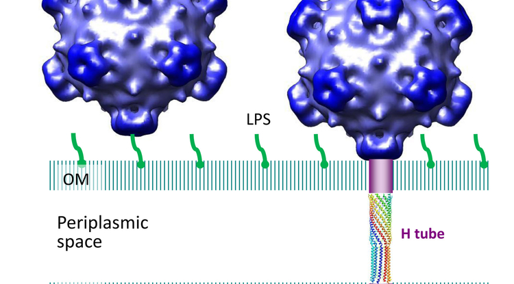 a research on viruses Virus research provides a means of fast publication for original papers on fundamental research in virology contributions on new developments concerning virus structure. a research on viruses Virus research provides a means of fast publication for original papers on fundamental research in virology contributions on new developments concerning virus structure.