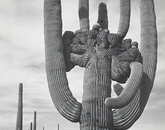 "Saguaro National Monument," taken by Adams in 1942 "Saguaro National Monument," taken by Adams in 1942