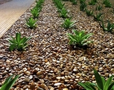 "These plants that were planted in the rock beds in the HSEB canyon were just little sprouts of green in 2012. When you see these same plants today, all the love and care that went into the building since its opening has grown these plants into the the miniature palm trees and desert scape that make the UA HSEB more lively." – Kristinmae Cardoza, manager of exams, Academic Affairs, College of Medicine – Phoenix