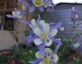 "In the summer of 2015, a rainwater garden was put in front of our office by the Master Gardener program. The picture is a Rocky Mountain columbine taken by Brian Moody last summer." – Brandie Gobble, office specialist at Coconino Cooperative Extension in Flagstaff (photo by Brian Moody, program coordinator)