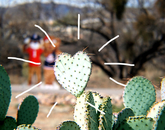 "The cactus is in the perfect shape of a heart! It set the mood as Wilbur and Wilma were taking a stroll around the UA South campus." – Aislinn Gonzalez, student employee, UA South